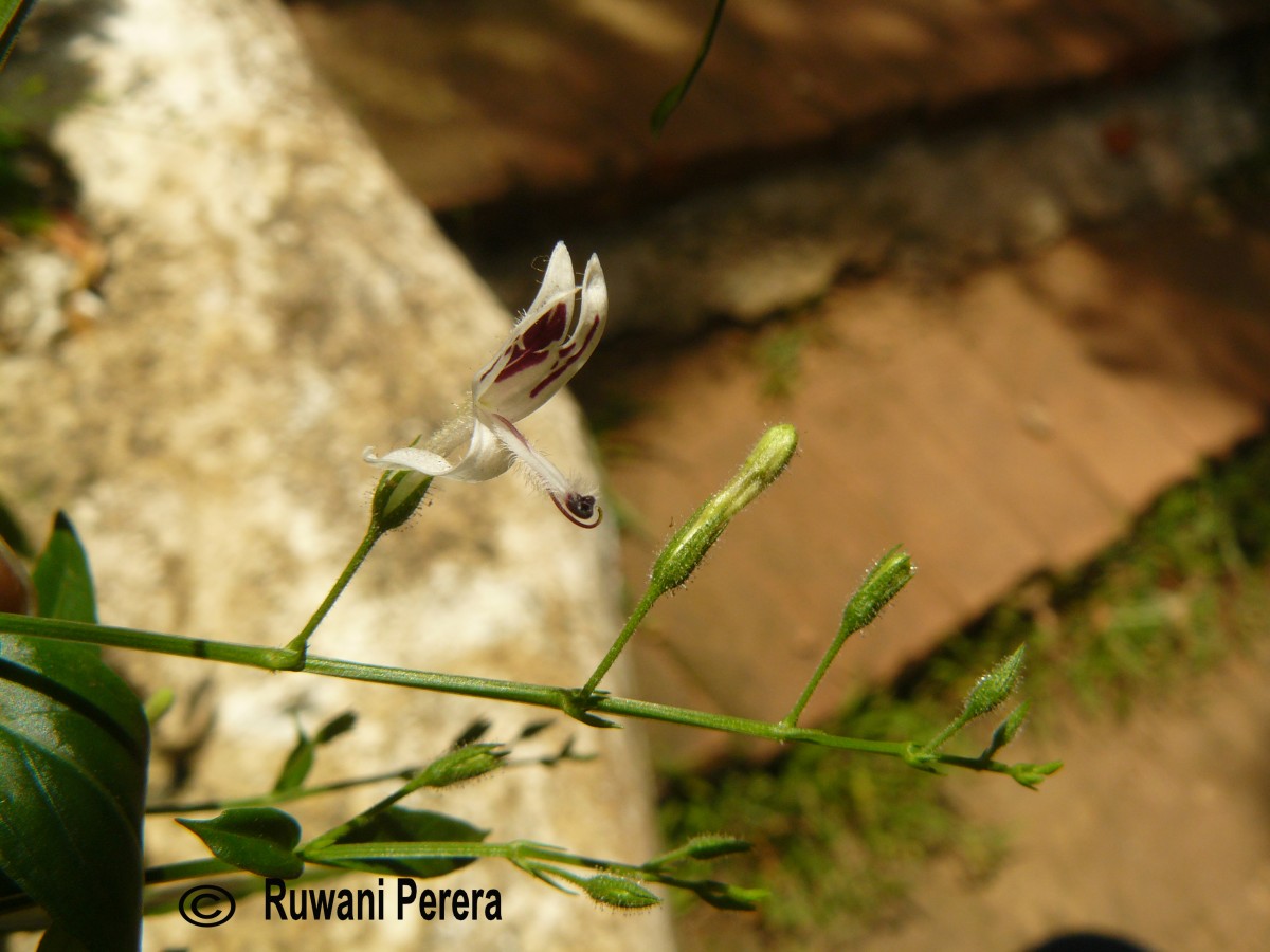 Andrographis paniculata (Burm.f.) Nees